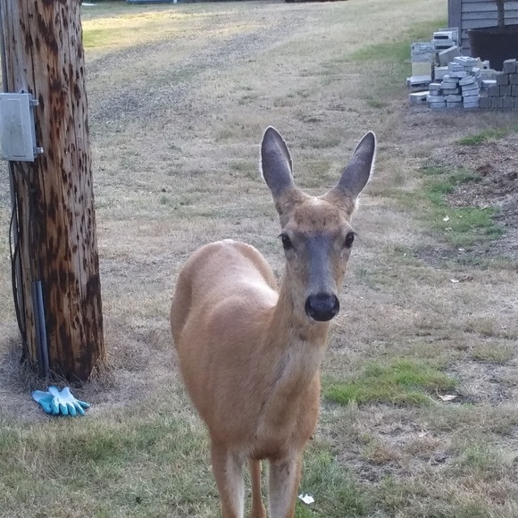 Meet your Posher, Kathleen - Picture 1 of 4